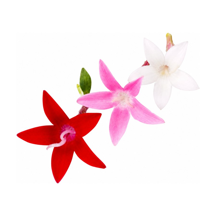 Estrella de Egipto / Pentas, cultivada en Ibiza Púnica