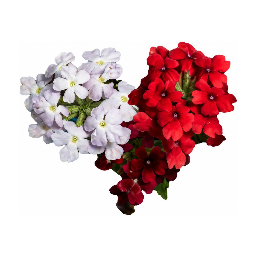 Verbena comestible cultivada en Ibiza Púnica